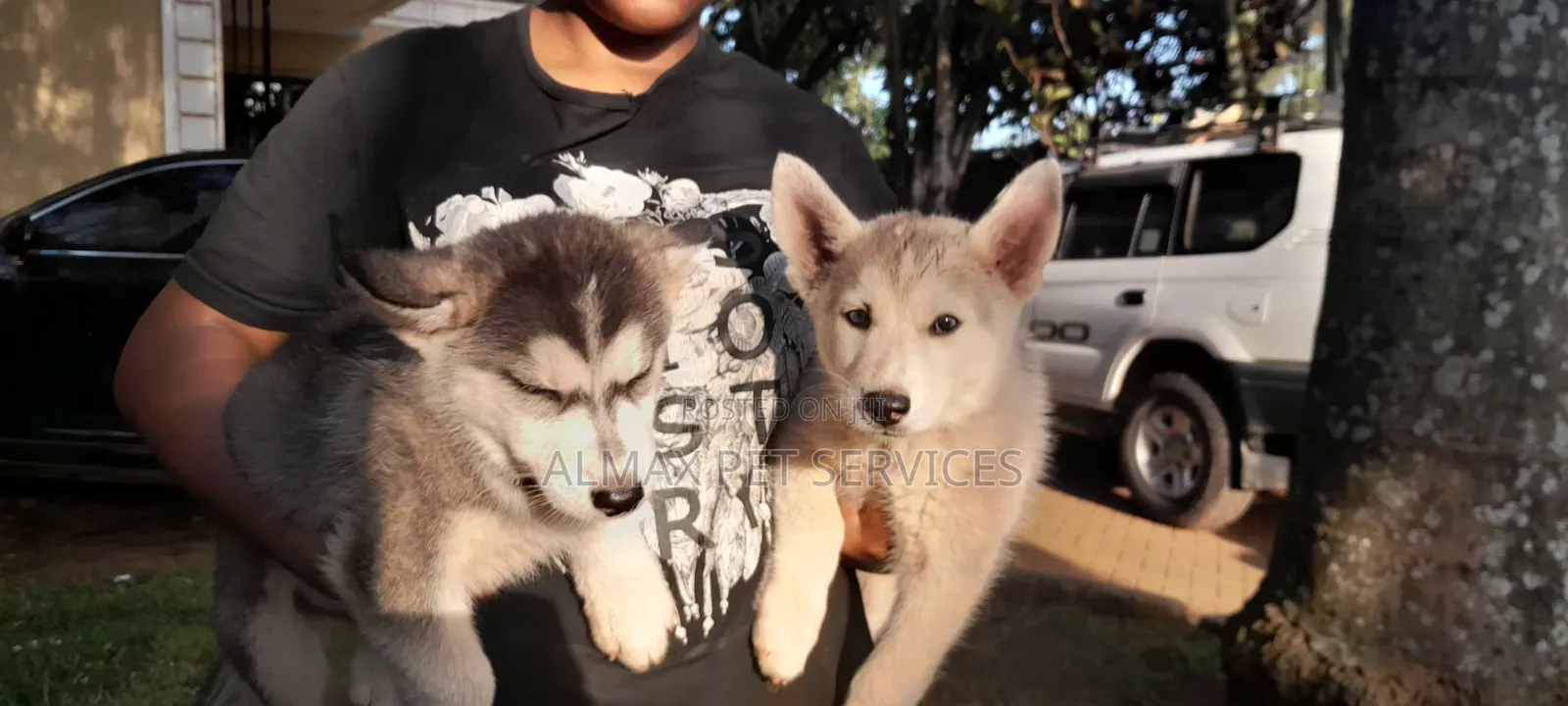 1-3 months Female Mixed Breed Siberian Husky