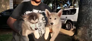 1-3 months Female Mixed Breed Siberian Husky