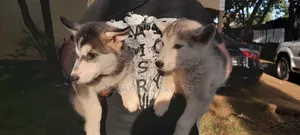 1-3 months Female Mixed Breed Siberian Husky
