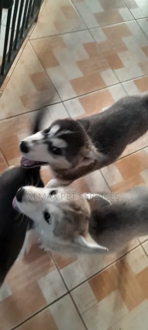 1-3 months Female Mixed Breed Siberian Husky