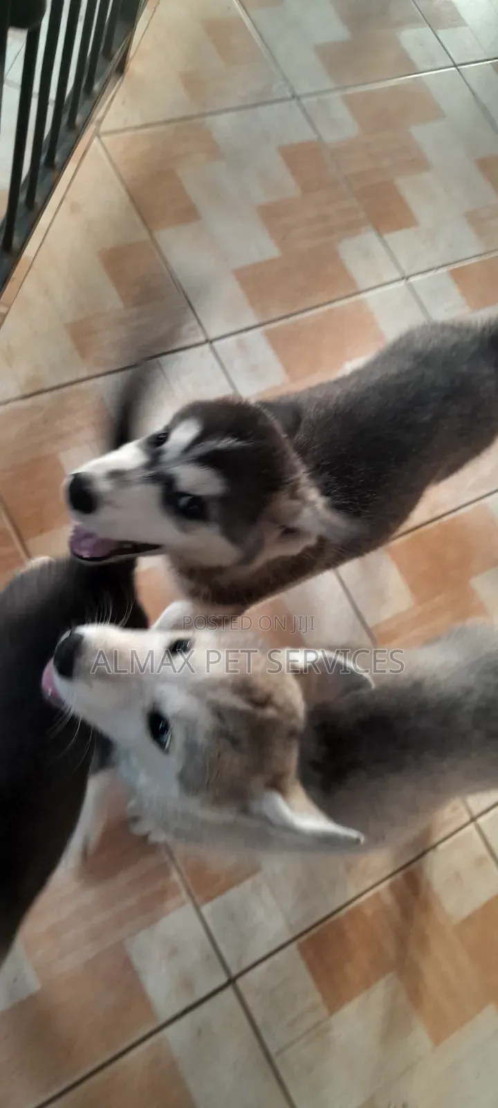 1-3 months Female Mixed Breed Siberian Husky