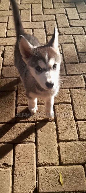 1-3 months Female Mixed Breed Siberian Husky