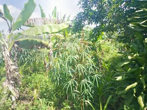 1 Acre of Land for Sale in Gayaza