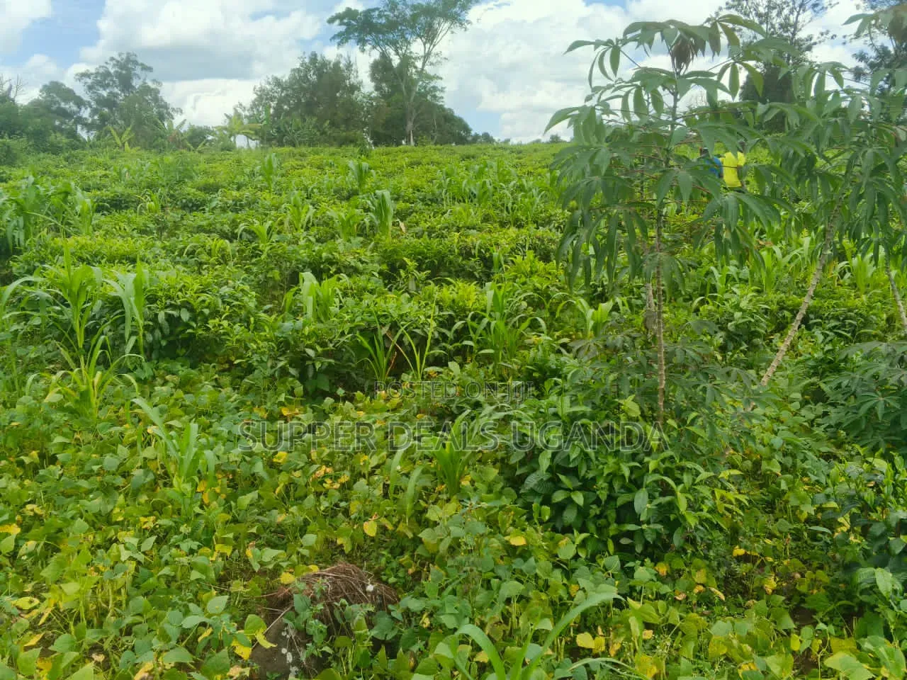 1 Acre of Land for Rent in Gayaza