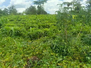 1 Acre of Land for Rent in Gayaza