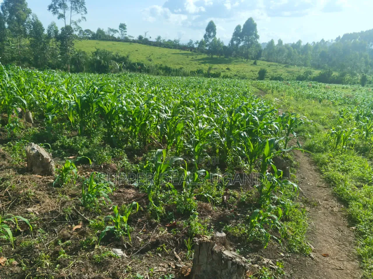 1 Acre of Land for Rent in Gayaza
