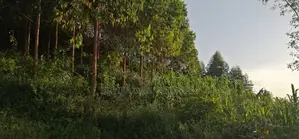 Land for Sale – Prime Investment Opportunity Along Masaka Road