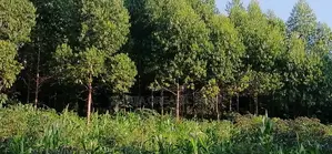 Land for Sale – Prime Investment Opportunity Along Masaka Road