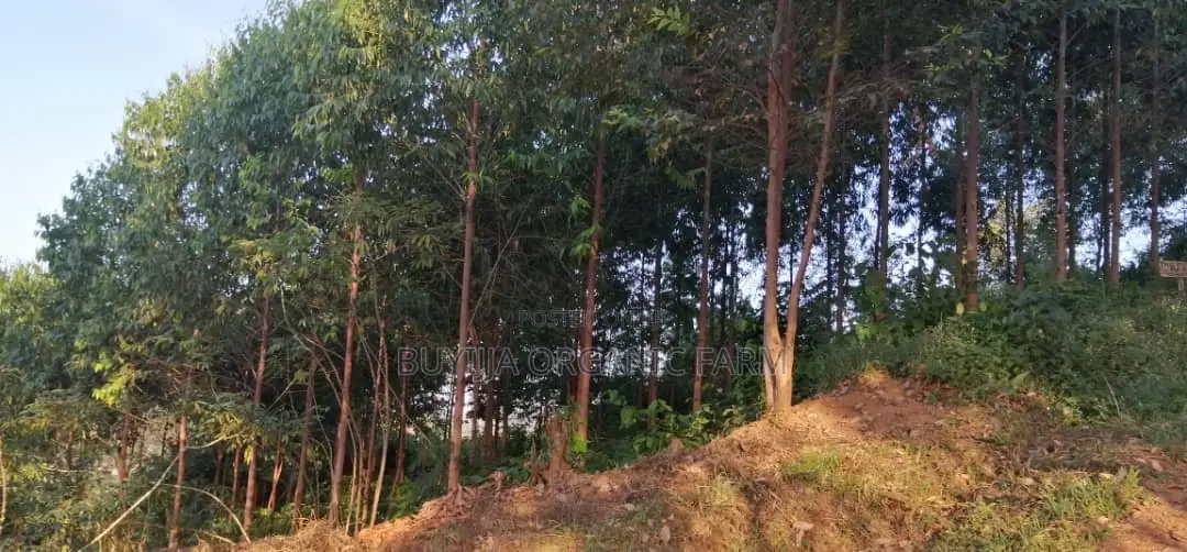 Land for Sale – Prime Investment Opportunity Along Masaka Road