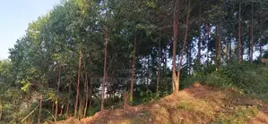 Land for Sale – Prime Investment Opportunity Along Masaka Road
