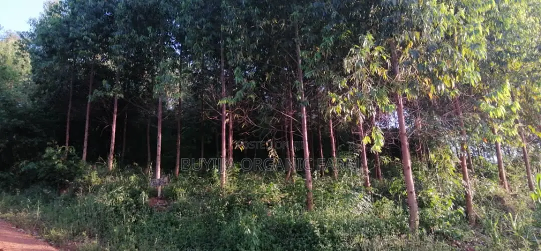 Land for Sale – Prime Investment Opportunity Along Masaka Road