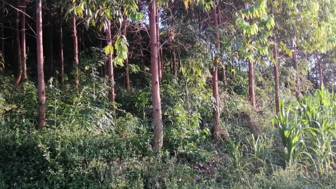 Land for Sale – Prime Investment Opportunity Along Masaka Road
