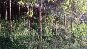 Land for Sale – Prime Investment Opportunity Along Masaka Road
