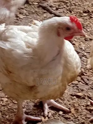 Broiler Chicken 2.5 to 3kg