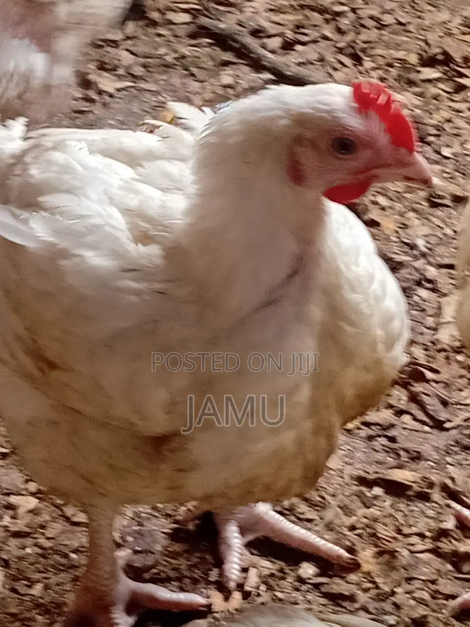Broiler Chicken 2.5 to 3kg