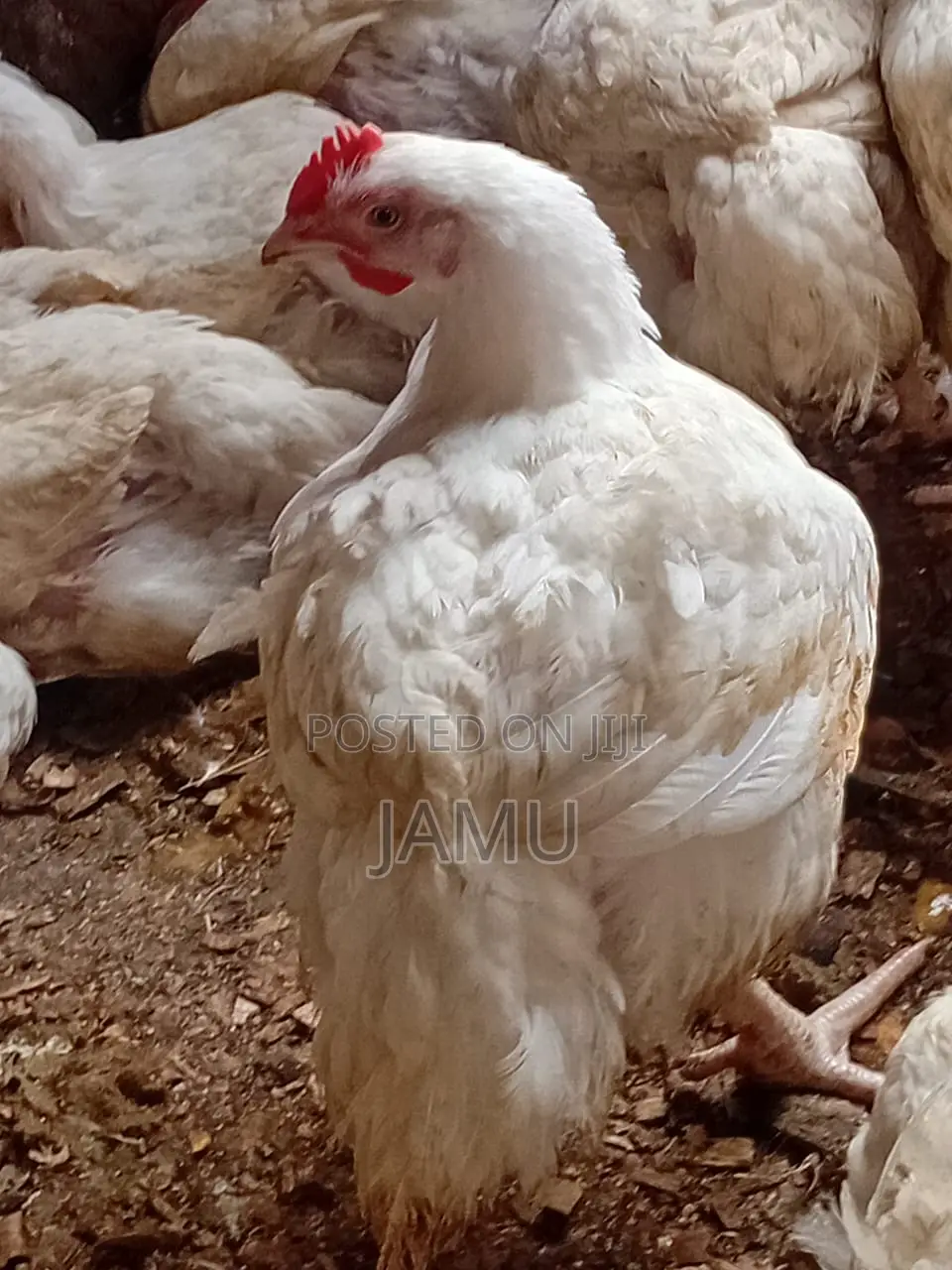 Broiler Chicken 2.5 to 3kg