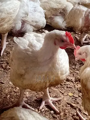 Broiler Chicken 2.5 to 3kg