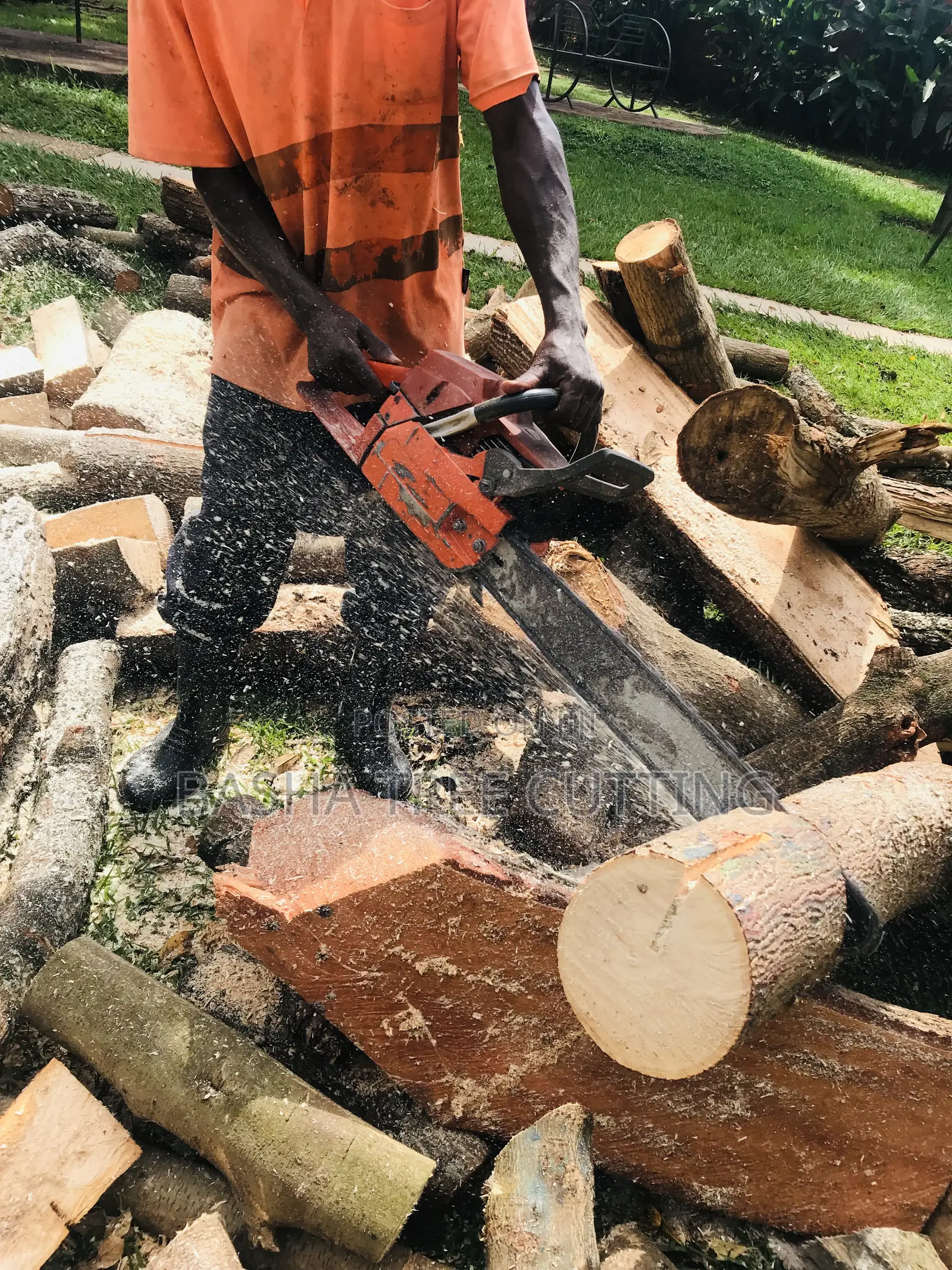 Cutting Trees