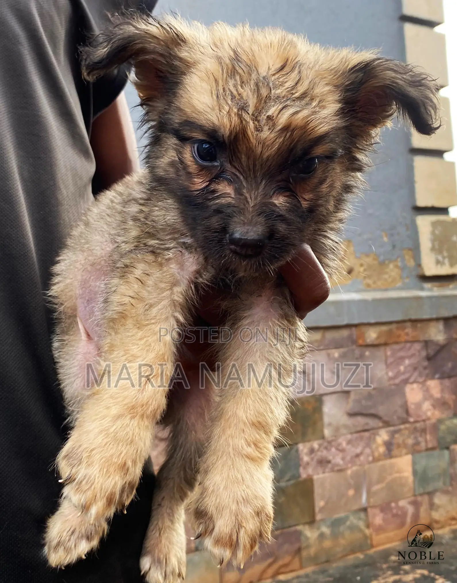 1-3 months Male Purebred German Shepherd