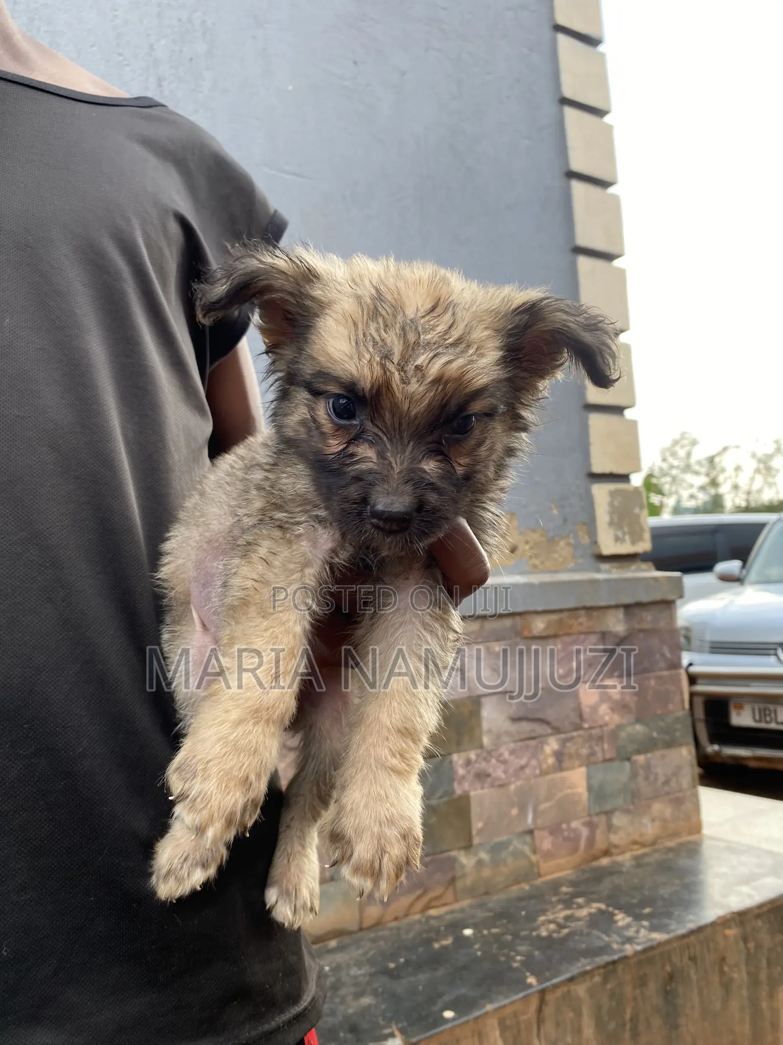 1-3 months Male Purebred German Shepherd