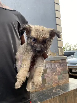 1-3 months Male Purebred German Shepherd