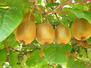 Kiwi Fruits Seedlings