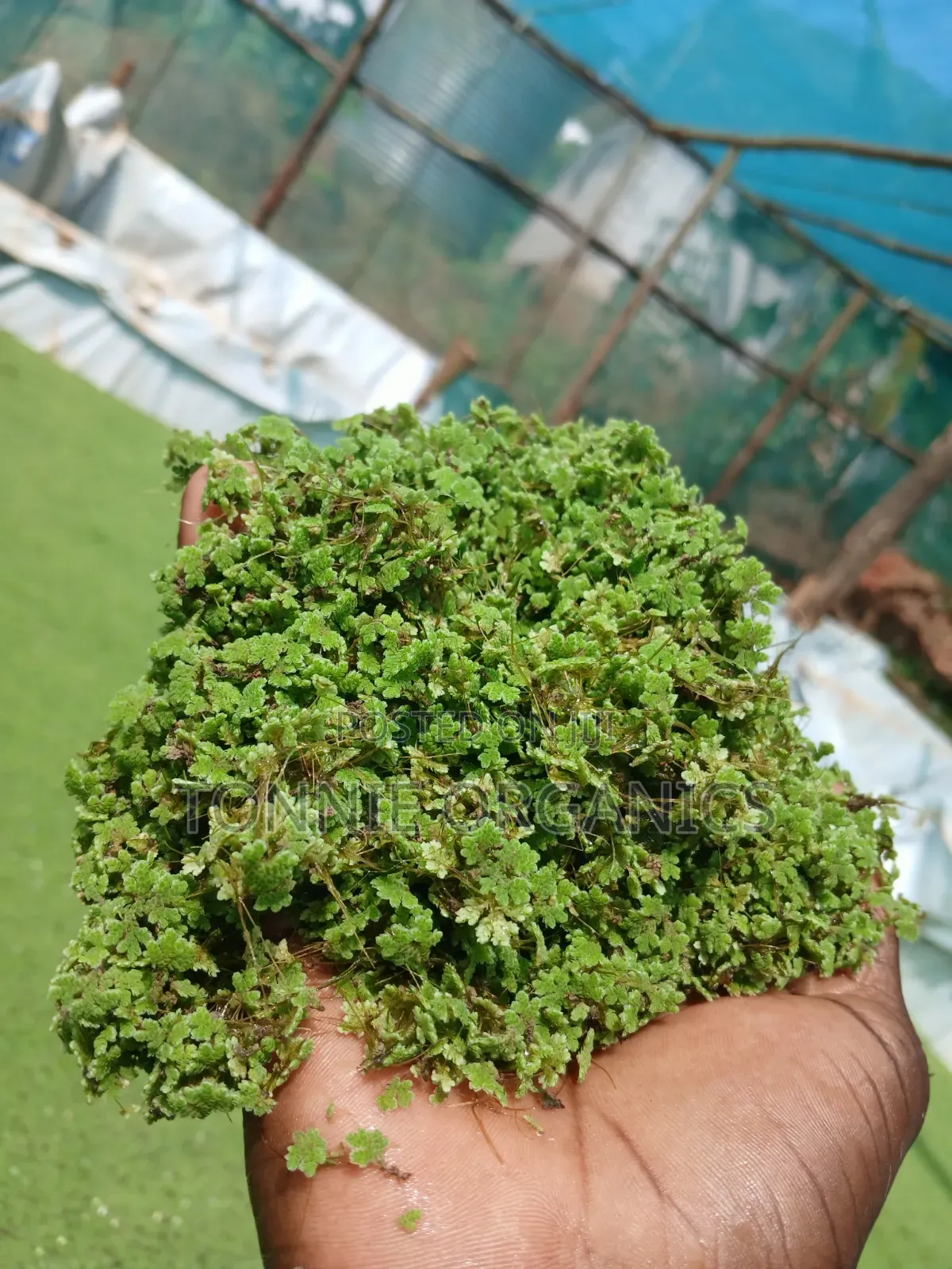 Azolla Seedlings