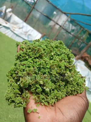 Azolla Seedlings