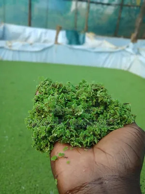 Azolla Seedlings