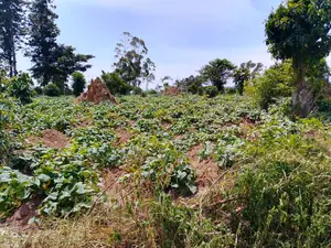 Plots for Sale With Land Titles 50 by 100ft in Renewills Estate