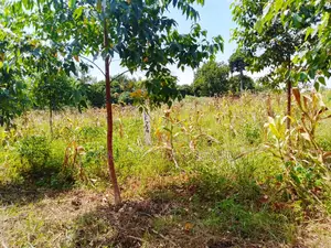 Plots for Sale With Land Titles by 55 by 100ft in Renewills Estate