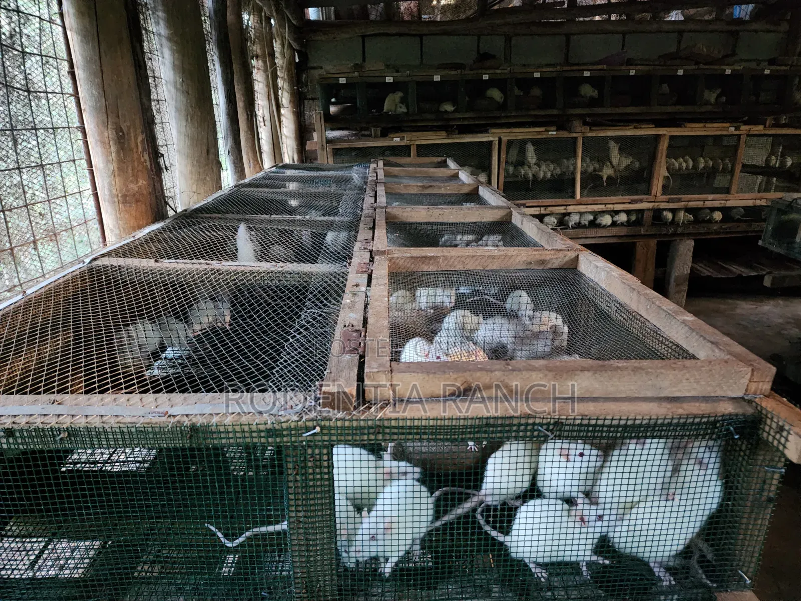 Albino Rats For Biology Practicals.