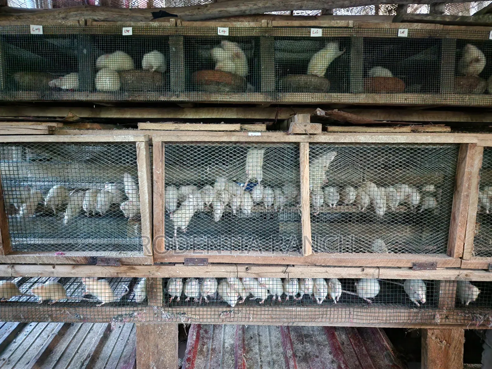Albino Rats For Biology Practicals.