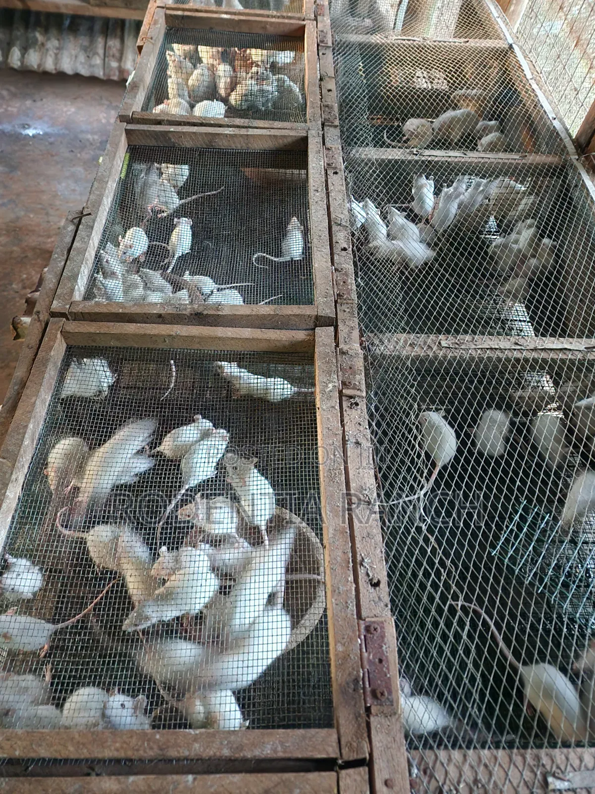 Albino Rats For Biology Practicals.