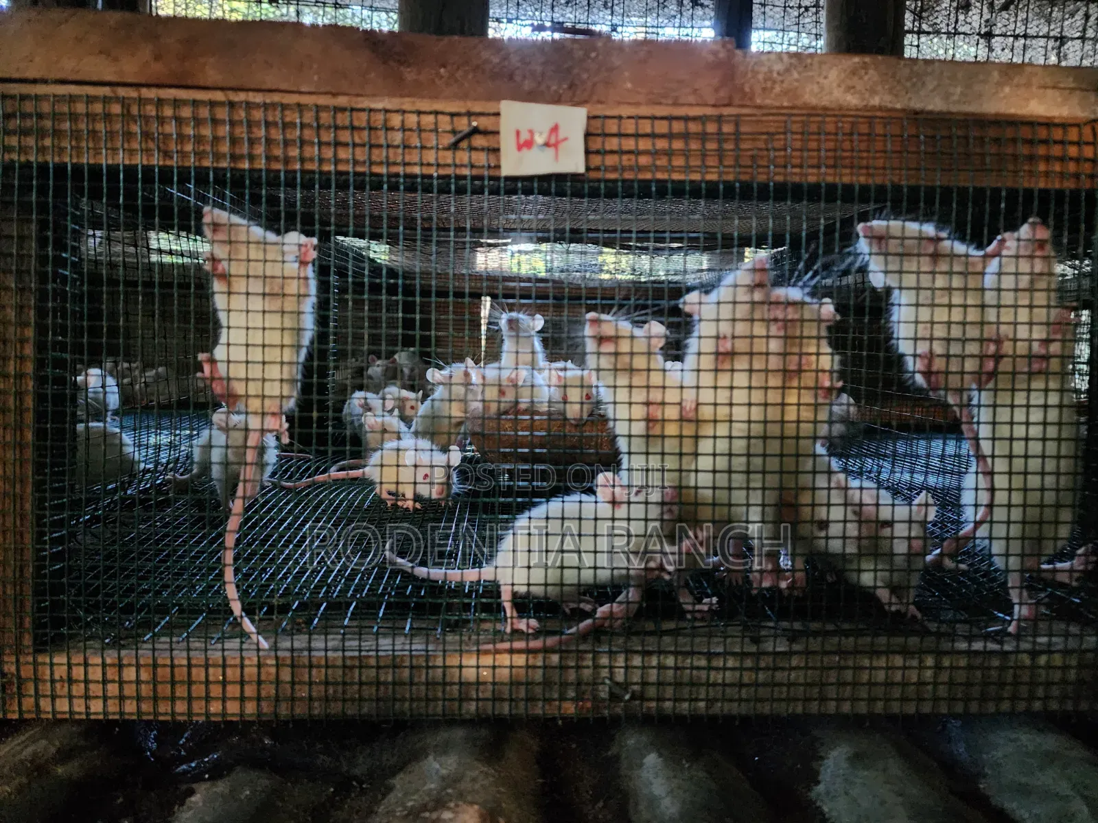 Albino Rats For Biology Practicals.