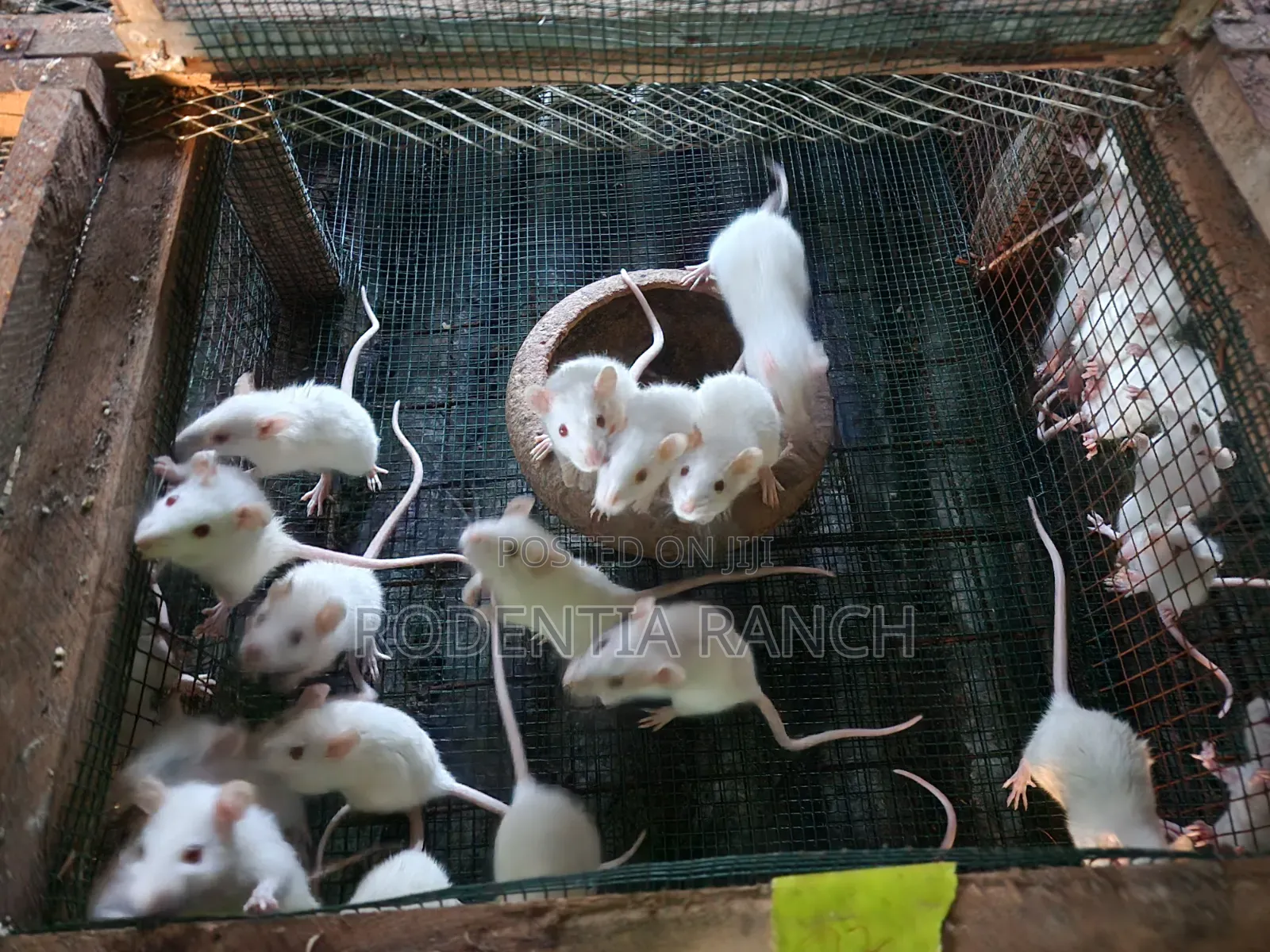 Albino Rats For Biology Practicals.