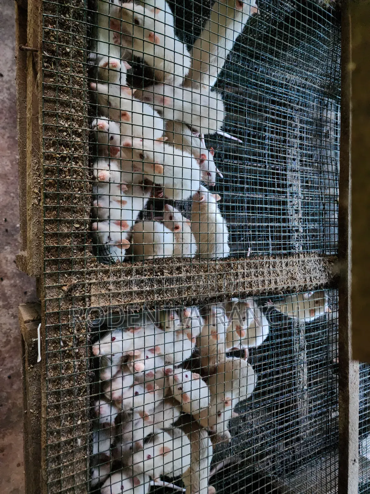 Albino Rats For Biology Practicals.