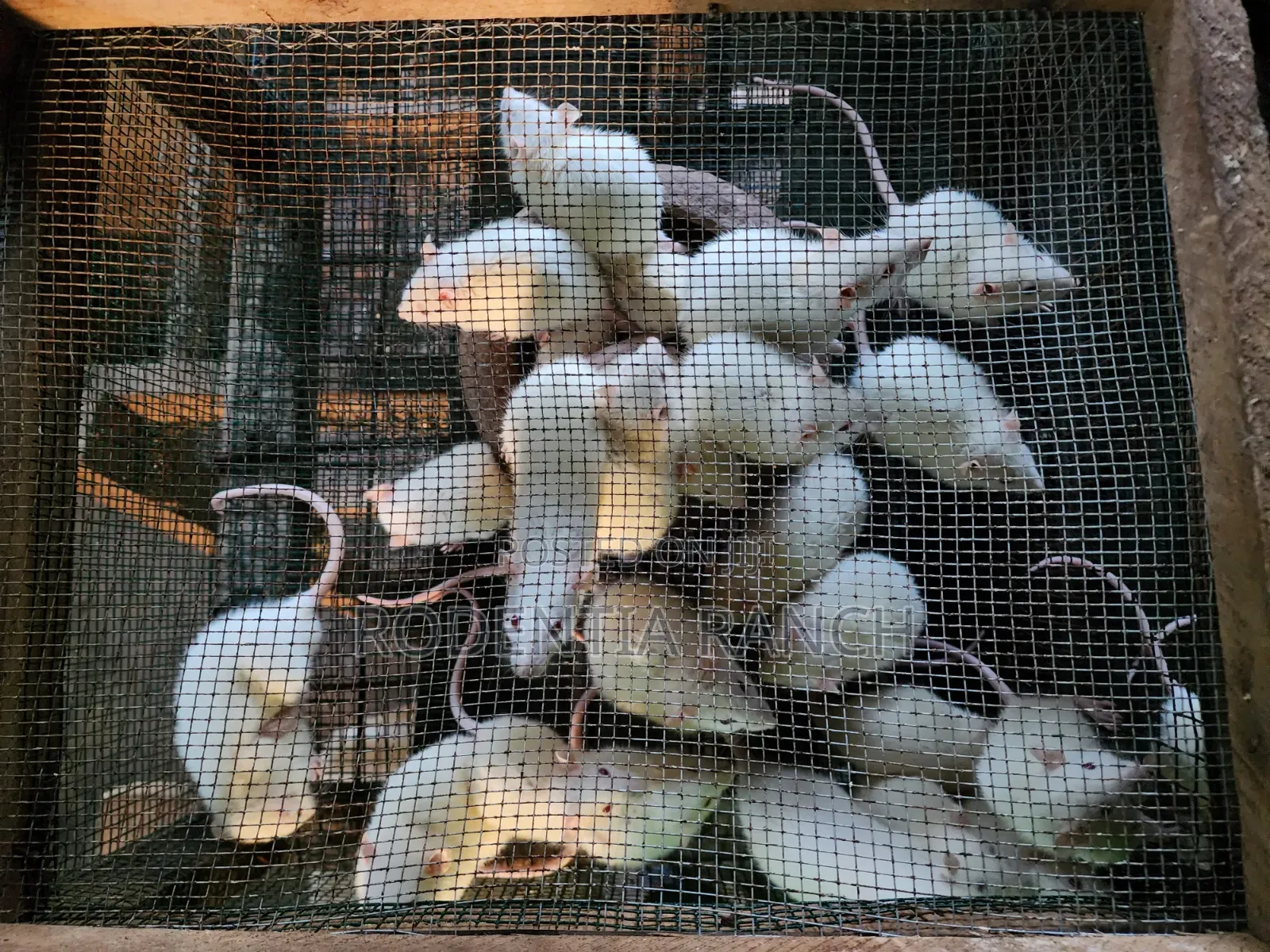 Albino Rats For Biology Practicals.