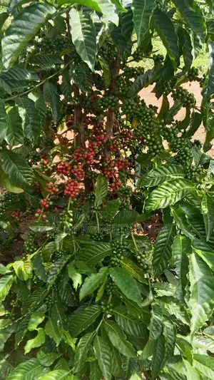 Coffee Plantation