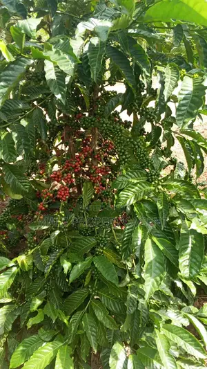 Coffee Plantation