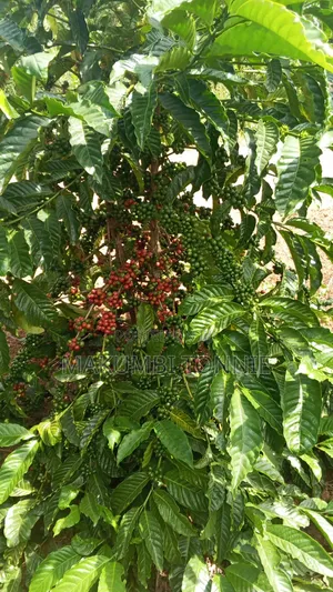 Coffee Plantation