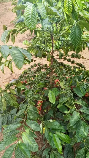 Coffee Plantation