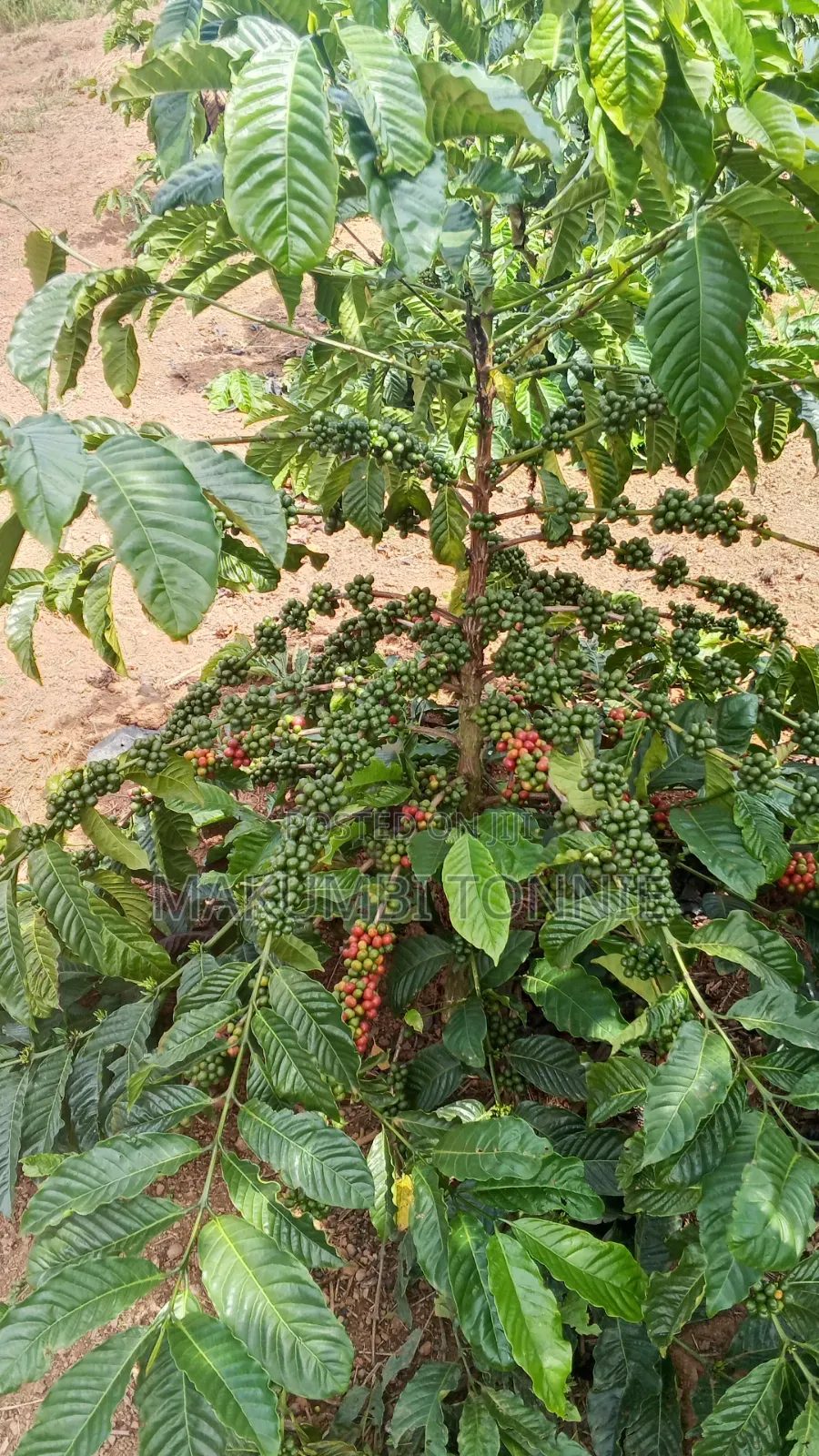 Coffee Plantation