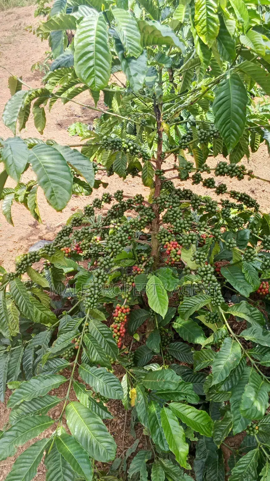 Coffee Plantation