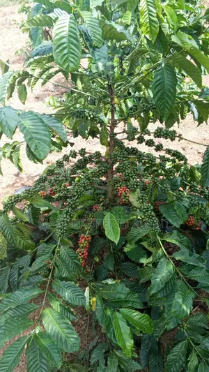 Coffee Plantation