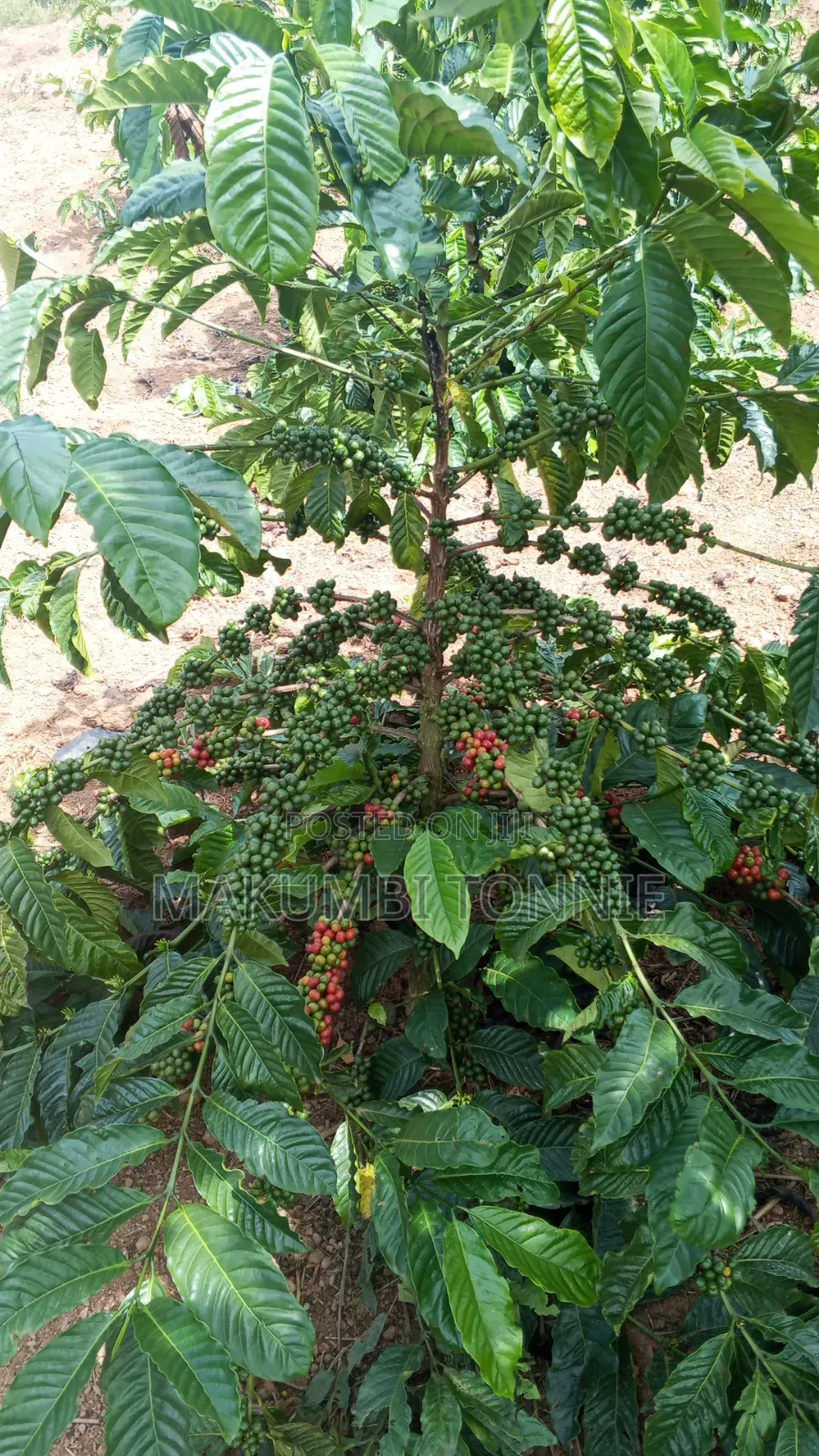 Coffee Plantation