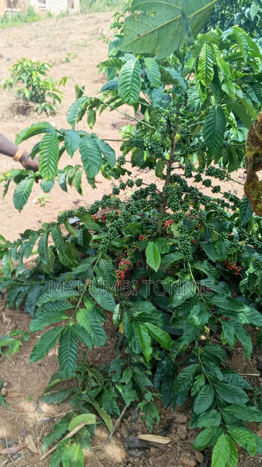 Coffee Plantation