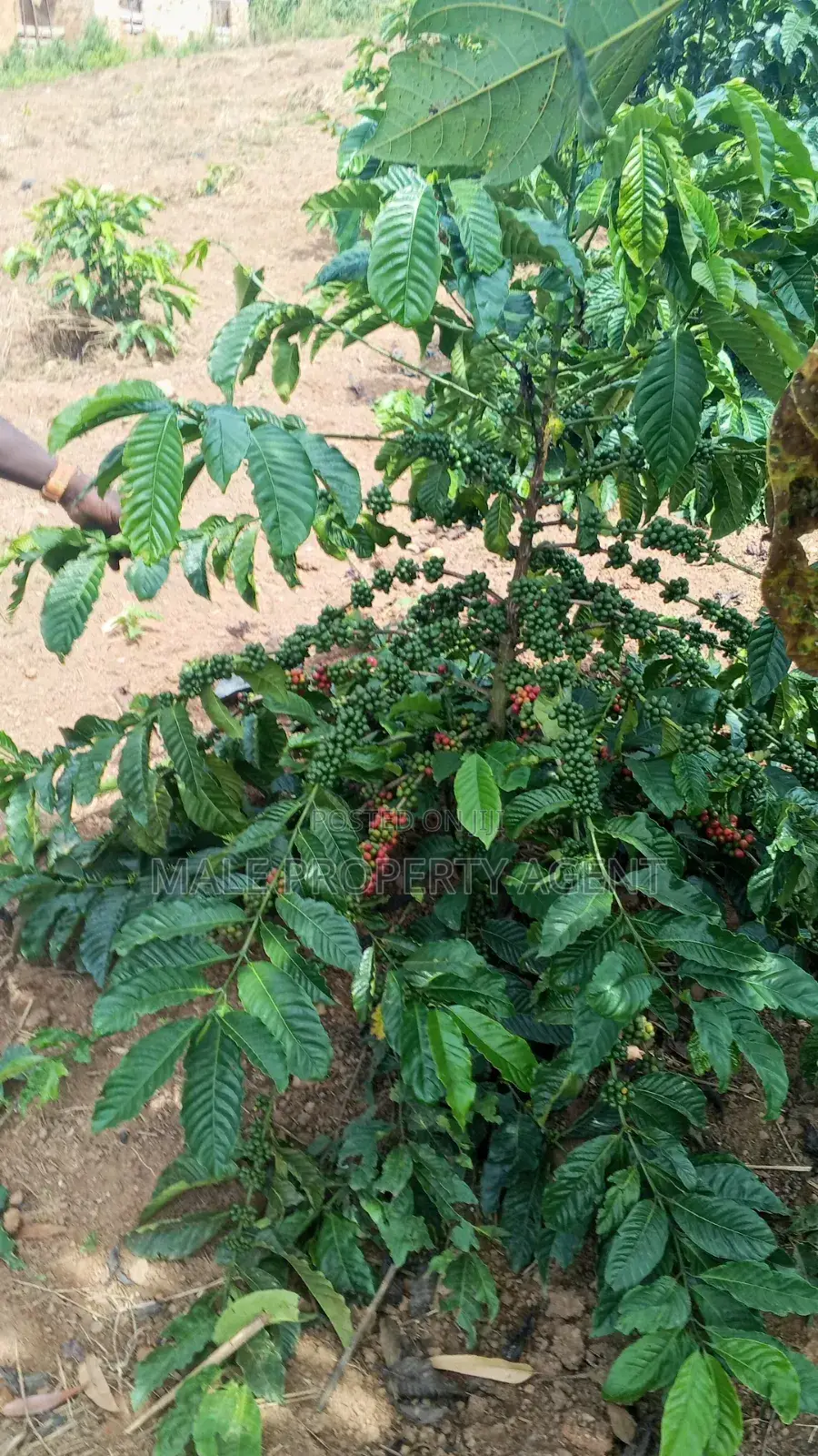 Coffee Plantation