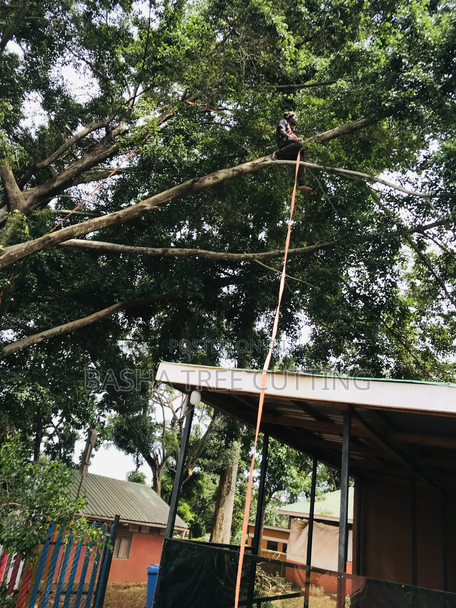 Cutting Tree Branches