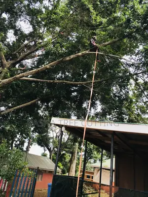 Cutting Tree Branches